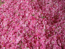 画像をギャラリービューアに読み込む, オススメ◎Paradisa : ローズオイル(3.5ml)