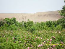 画像をギャラリービューアに読み込む, オススメ◎Paradisa : ローズオイル(3.5ml)